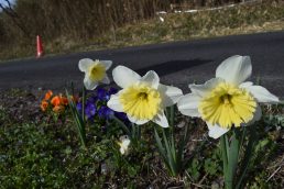 春の花便り　スイセン