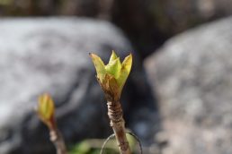 春みーつけた！