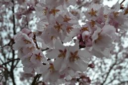 さくら便り②　満開です🌸