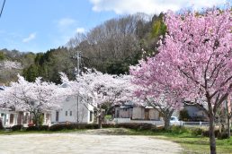 さくら便り③　お花見日和です！