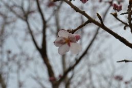 さくら便り①　待ってました！