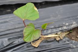 ガンバレ！　あずまクン　はるかチャン