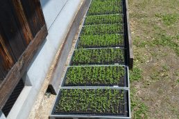 粟の観察日記２