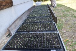 粟の観察日記１