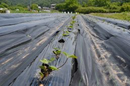 ガンバレ　あずまクンとはるかチャン　②