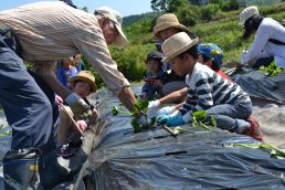 さつまいも苗植え 完了！