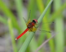 残念ですが　屛風山屏風山と山の音楽会中止です。