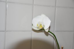 奇跡の復活！感動をおすそ分け　胡蝶蘭