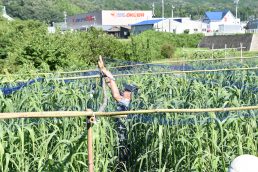 粟の観察日記　⑧　防鳥ネット
