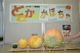 本日入荷  ジャンボかぼちゃ！