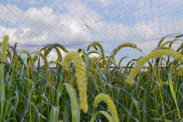 粟の観察日記　⑨