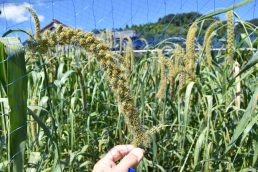 粟の観察日記　⑩