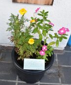 南中生から感謝のお花🌼