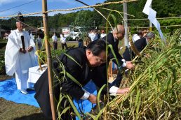 粟の観察日記　⑪　刈り取り