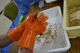 粟の観察日記　⑫　脱穀・もみすり