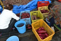 つるりん紅色に！いいなっつ農園産サツマイモ洗い