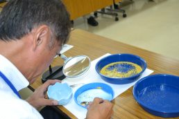 粟の観察日記⑭　選別