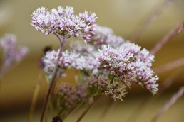 小さい秋み～つけた🍂