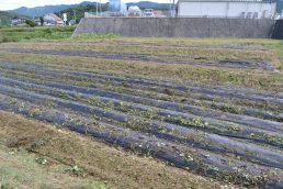 いいなっつ農園収穫準備　つる切り