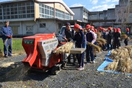 お米になるよ！ 稲小 脱穀