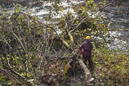 小里川河川  立木伐採除去事業