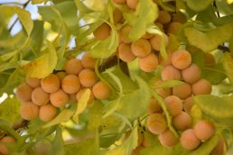 秋みつけ ～萩原の旅～