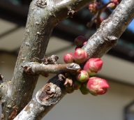 春いちばんが色っぽく…