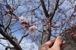 いなつ　さくら　便り①