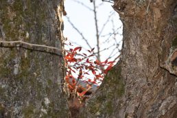 世紀の大発見！と思ったら・・・