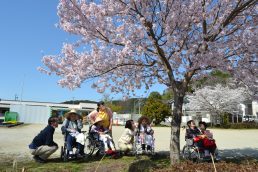 いなつ　さくら　便り④