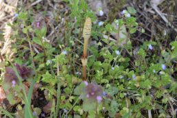 稲津の春をお届けします🌸
