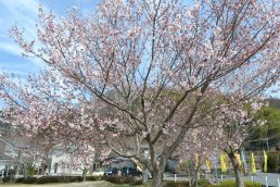 いなつ　さくら　便り②