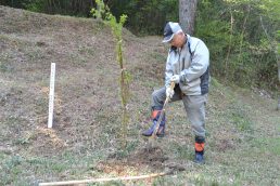 小里城跡に　もみじ植えました。３０本！