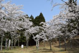 いなつ　さくら　便り⑤