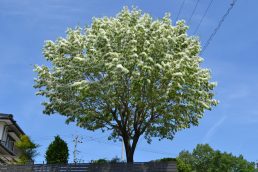 青空と 真っ白！　なんじゃもんじゃ