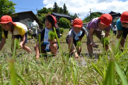 小５年生　どろんこ田植え　きもちい～！
