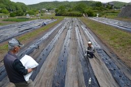 いいなっつ農園さつまいも苗植え準備ＯＫ！