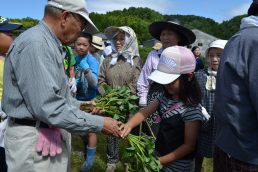 160人で1,200本！　いいなっつ農園