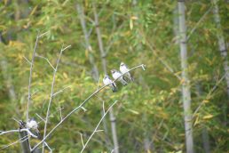 あなたのお家はどこですか？　ツバメの家族