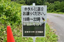 ほたるび日記　４灯　しばし、ホタル優先でお願いします！