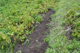 試しに掘ってみたよ！　何が出るでしょう？！