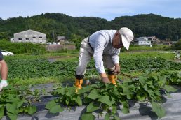 アズマ君の補植？