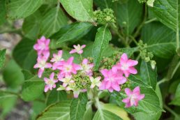 ピチピチ　チャプチャプ　ランランラン♪