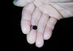 ほたるび日記　最終回