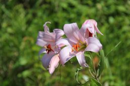 今が見ごろ！可憐にササユリ。