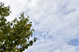 朝夕すっかり秋ですね