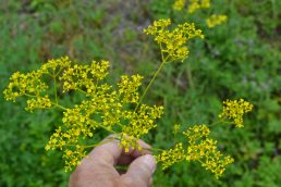 秋の七草　女郎花（おみなえし）　見ごろです！