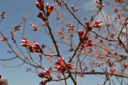 平成のいなつ　さくら　便り①