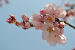 平成のいなつ　さくら　便り②