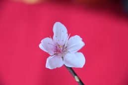 桃の花がお祝いしています🌸